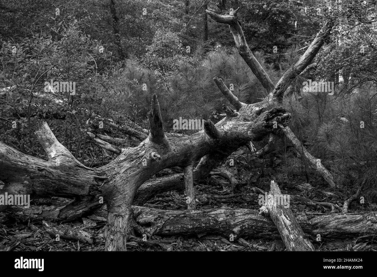 Grayscale shot of an aged fallen tree in the forest - wildlife Stock Photo