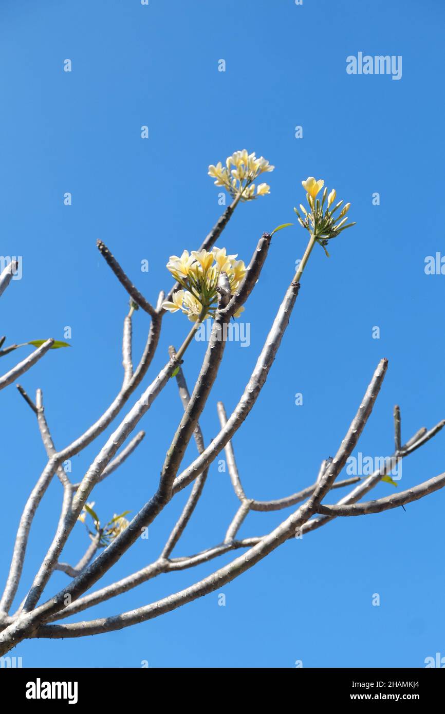 Low angle inclined shot of newly blossomed yellow flowers on a tree branch Stock Photo