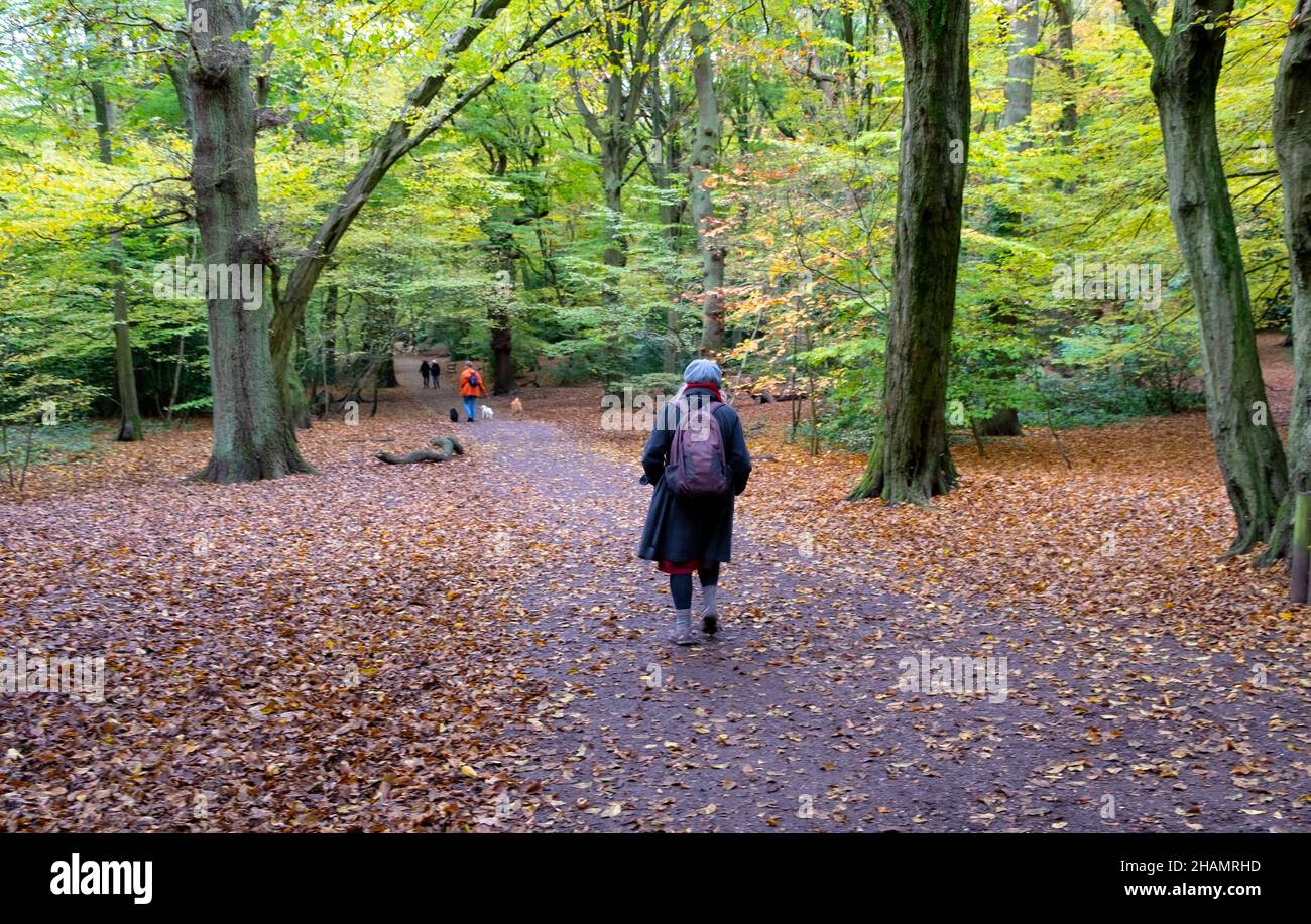Rear view older woman rucksack walking alone in nature Highgate Wood woodland walk autumn leaves trees park Muswell Hill London N10  UK KATHY DEWITT Stock Photo