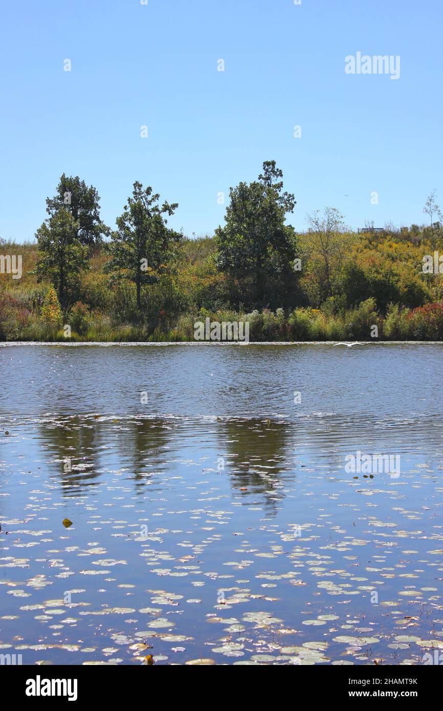 Quiet lake among golden grass hi-res stock photography and images - Alamy