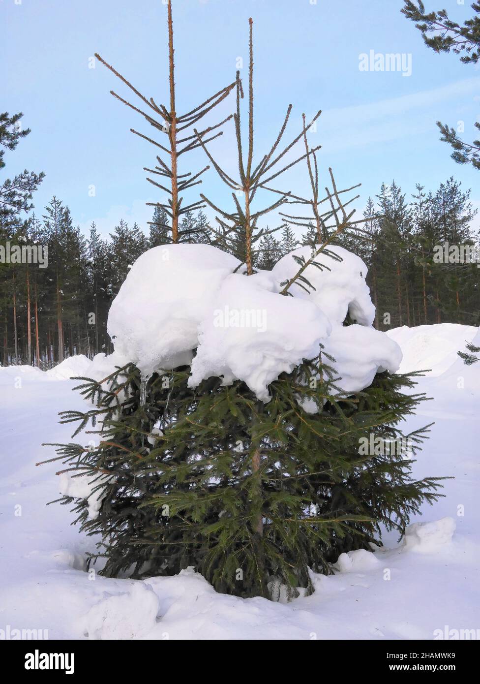 single Pine Tree ilex conifer foliage under the white snow cover under blue sky Stock Photo