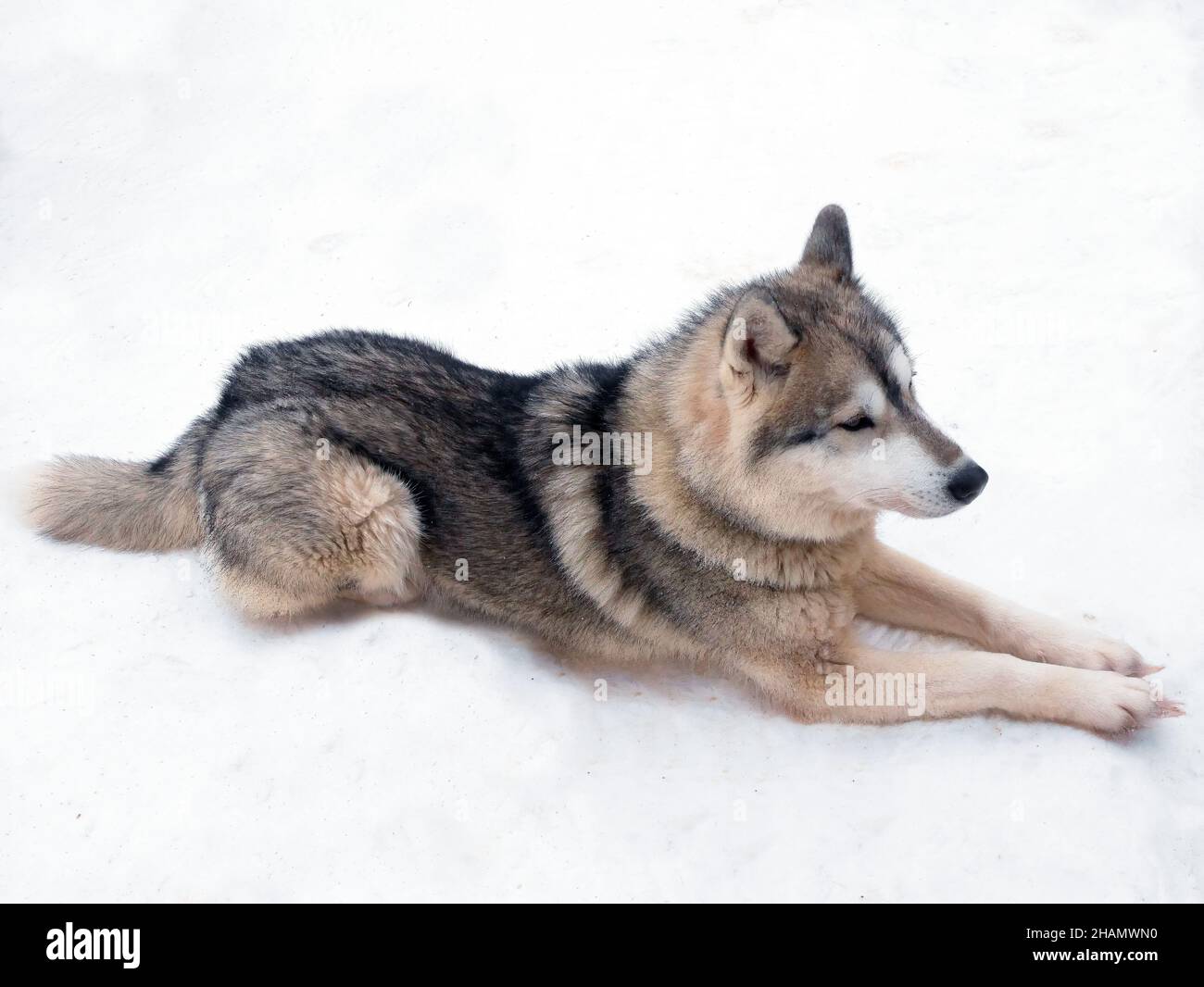 a pretty black brown siberian husky dog sitting on the white snow arctic lapland Stock Photo