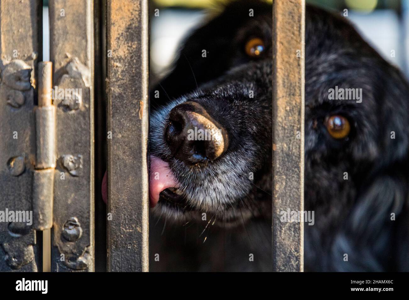 Truffle tracking dog Manolo after his mission. Bauduen, France Stock Photo