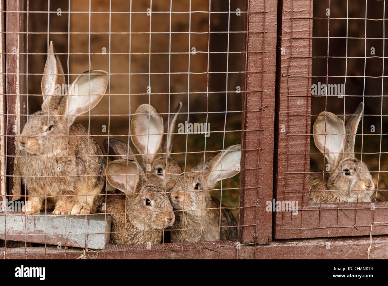 Domestic furry red and gray farm rabbits bunny behind the bars of cage ...