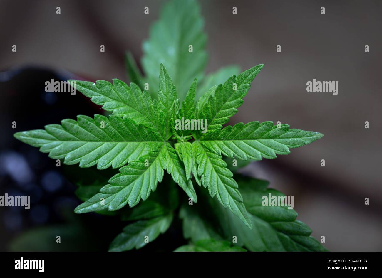 medical cannabis bush in the growing season Stock Photo