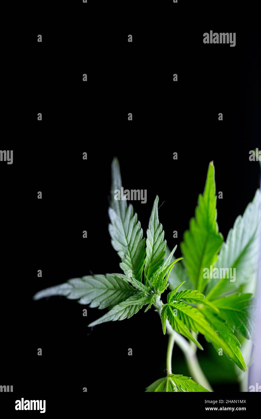 a green cannabis bush in a dark Stock Photo
