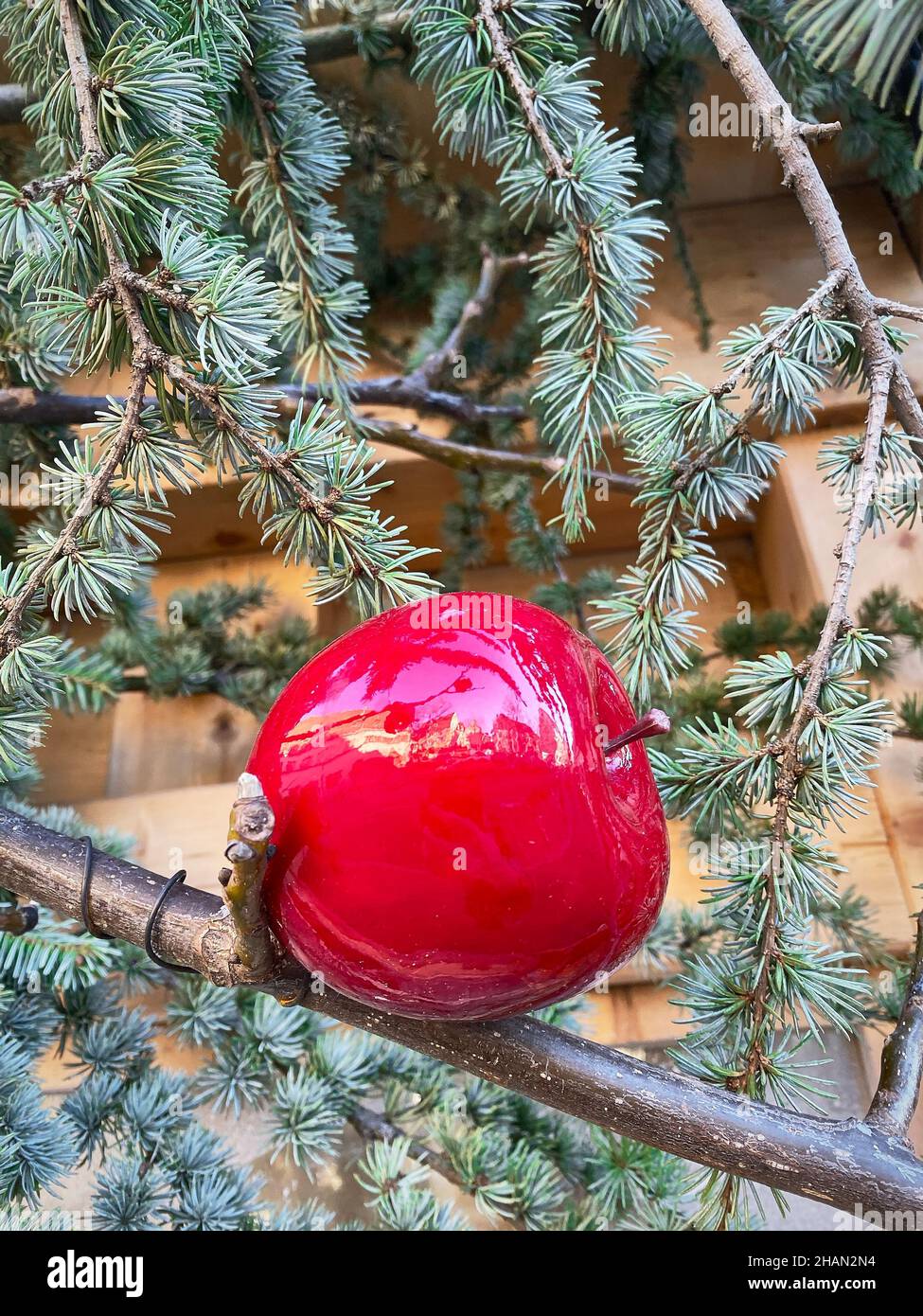 Red apple on a Christmas tree Stock Photo