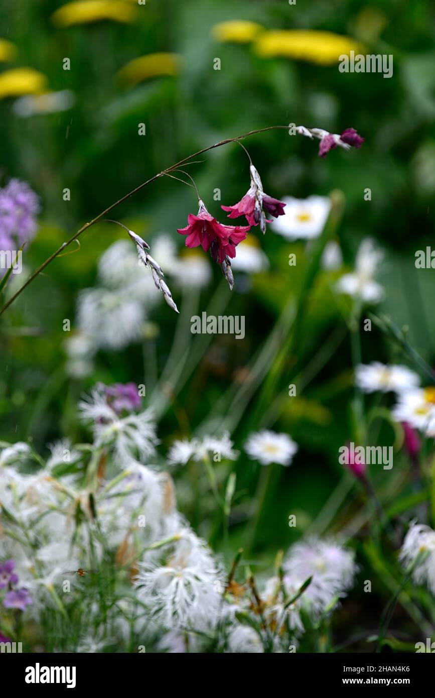 Dierama flower hi-res stock photography and images - Alamy