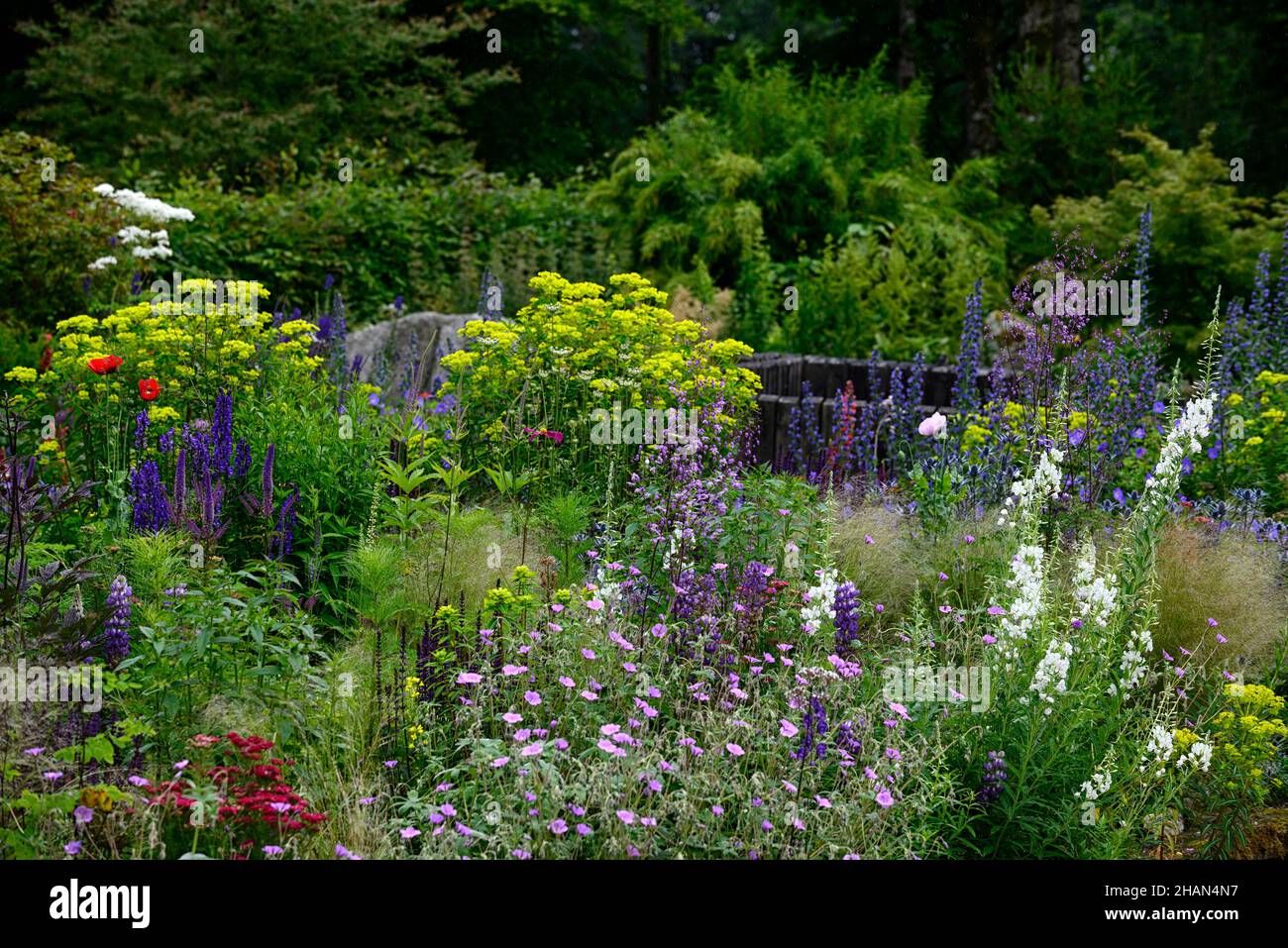 salvia caradonna,thalictrum delavayi,veronicastrum,aconitum,euphorbia ...