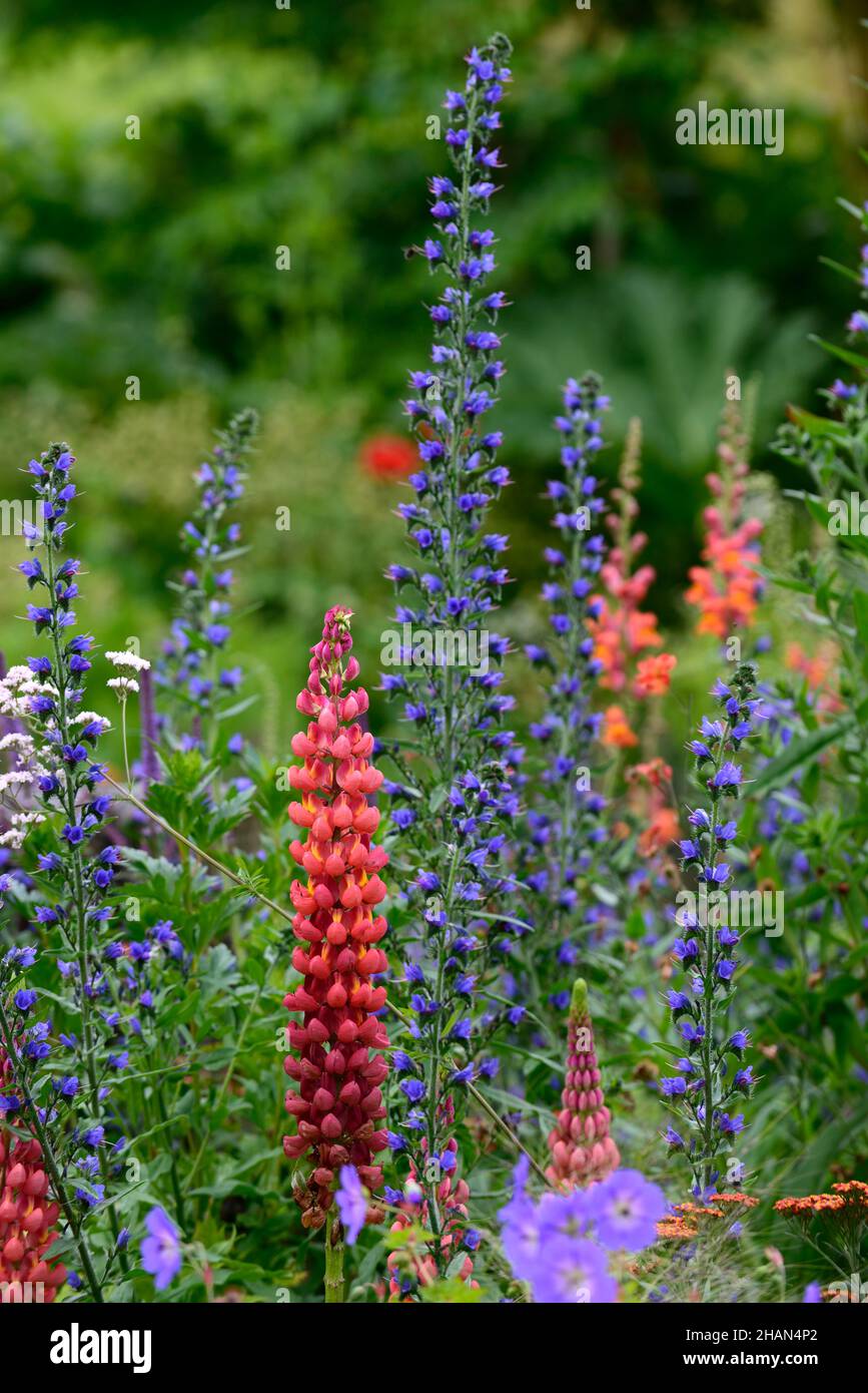 Lupinus Gallery Red,Gallery Series lupin,Lupin gallery red,lupins,red flowers,red flower spikes,echium vulgare,vipers bugloss,spires,garden,orange red Stock Photo