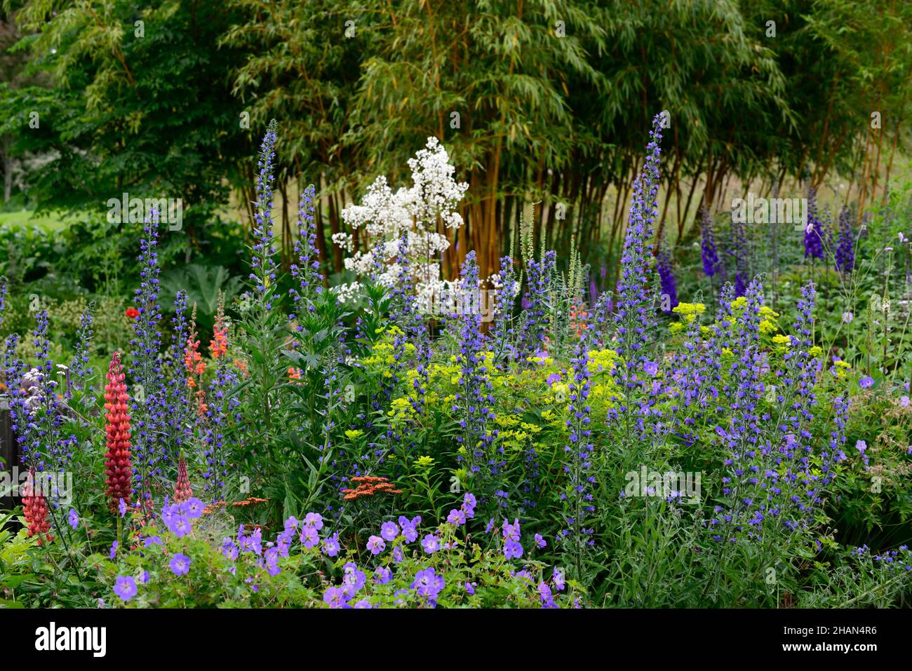 Lupinus Gallery Red,Gallery Series lupin,Lupin gallery red,lupins,red flowers,red flower spikes,echium vulgare,vipers bugloss,geranium rozanne,uphorbi Stock Photo