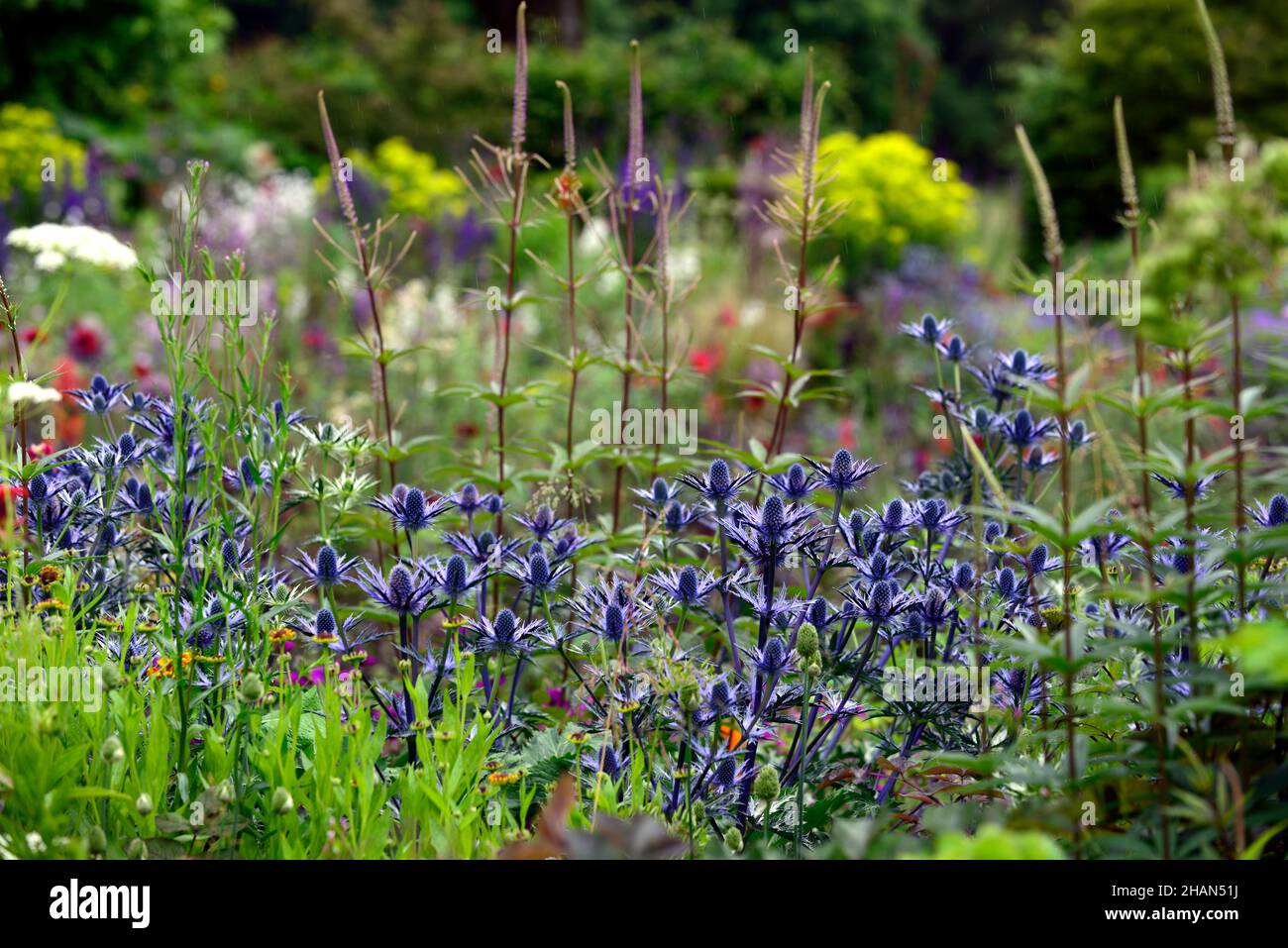 Eryngium X Zabelii Big Blue,Sea Holly,blue flowers,blue flower,flowering,border,veronicastrum virginicum erica,mixed planting scheme,dense planting,de Stock Photo