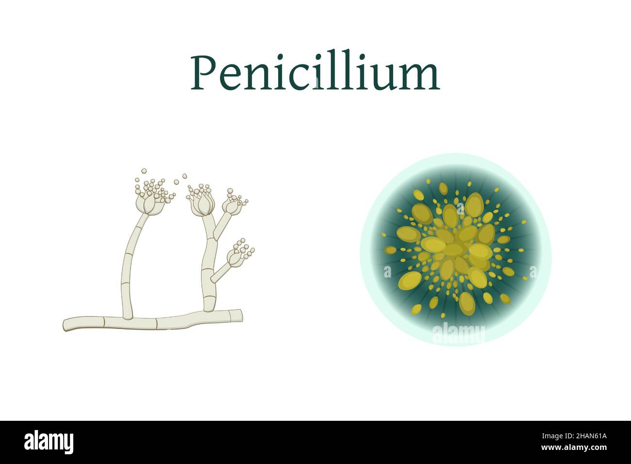 Penicillium mold vector illustration isolated on white background. Stock Vector