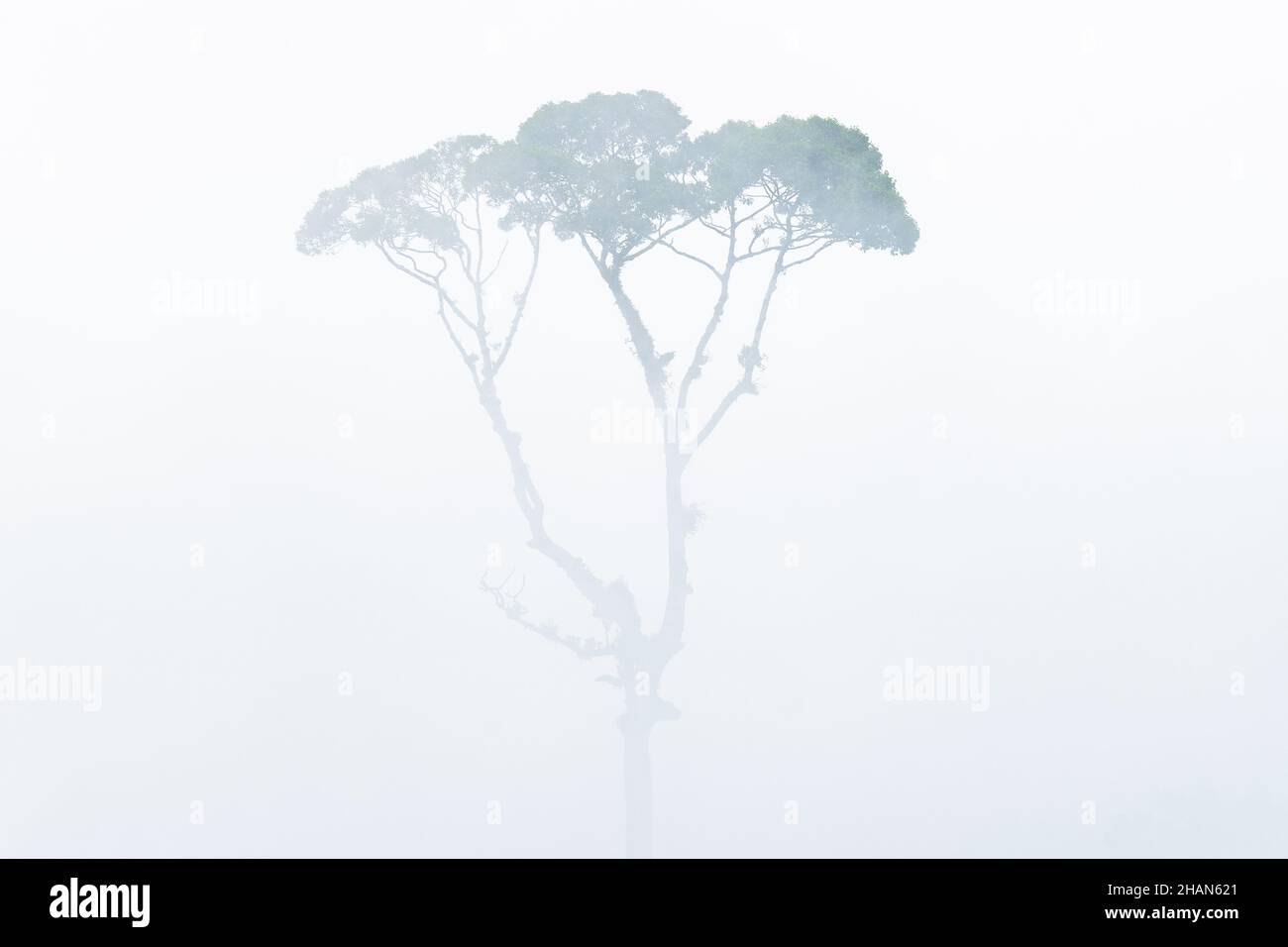 Pine tree in the dense fog Stock Photo - Alamy