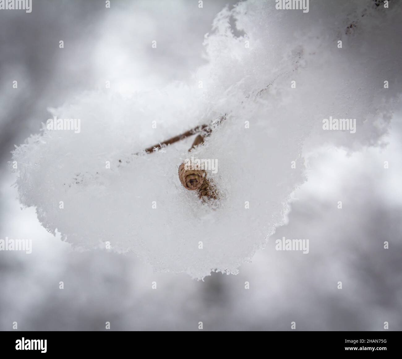Alder branch covered with fluffy snow with showing dried seeds in winter forest Stock Photo