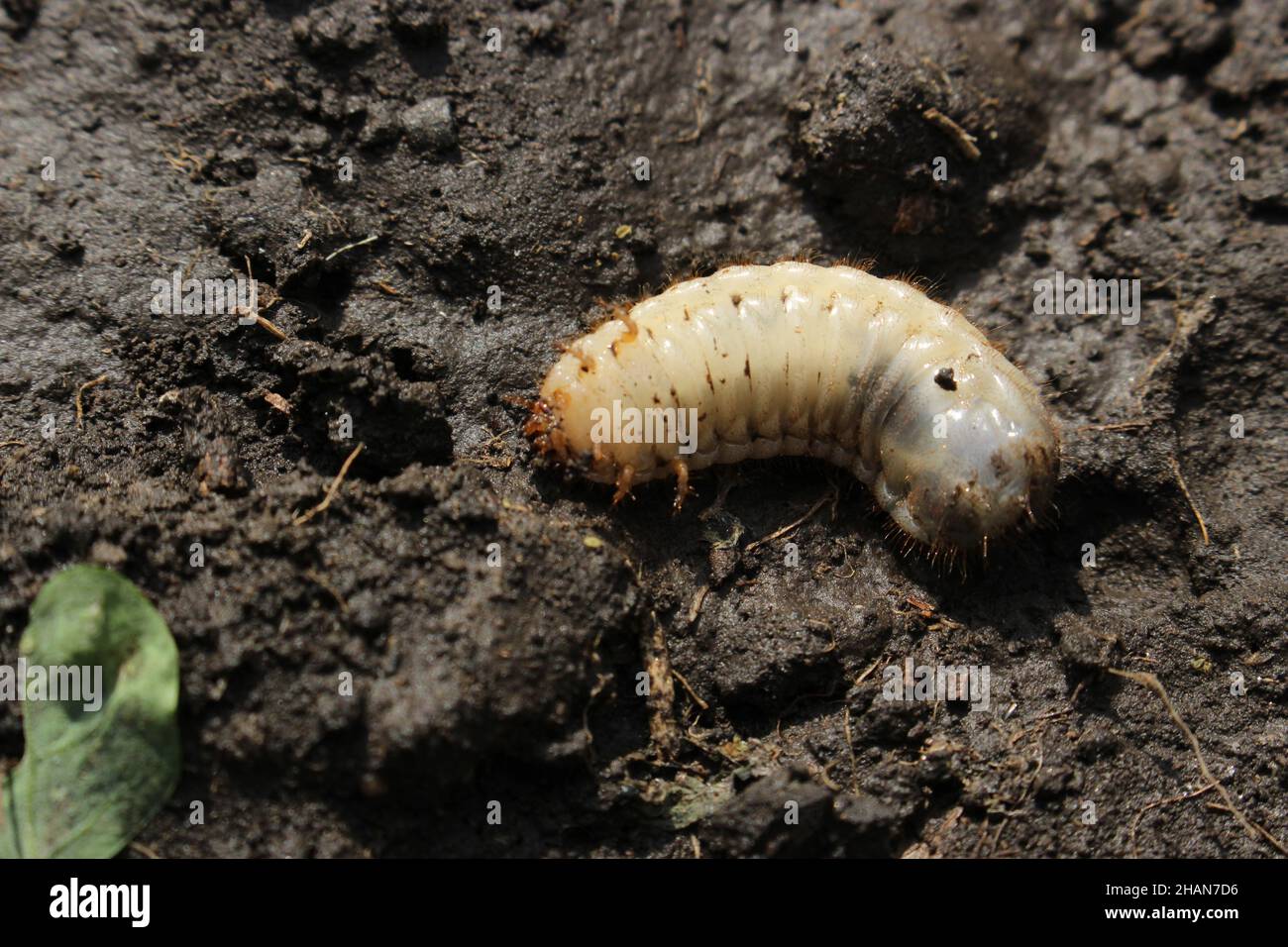 Larva of the May beetle. Common Cockchafer or May Bug. Melolontha. Stock Photo