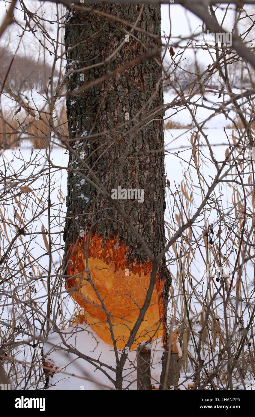 Tree gnawed by beavers. Damaged tree with animals teeth marks near river Stock Photo