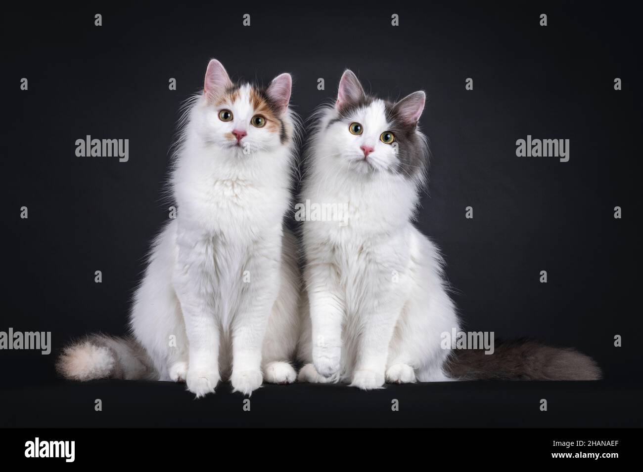 2 Adorable young Turkish Van cats, sitting beside each other facing front. Looking both straight to camera. Isolated on a black background. Stock Photo