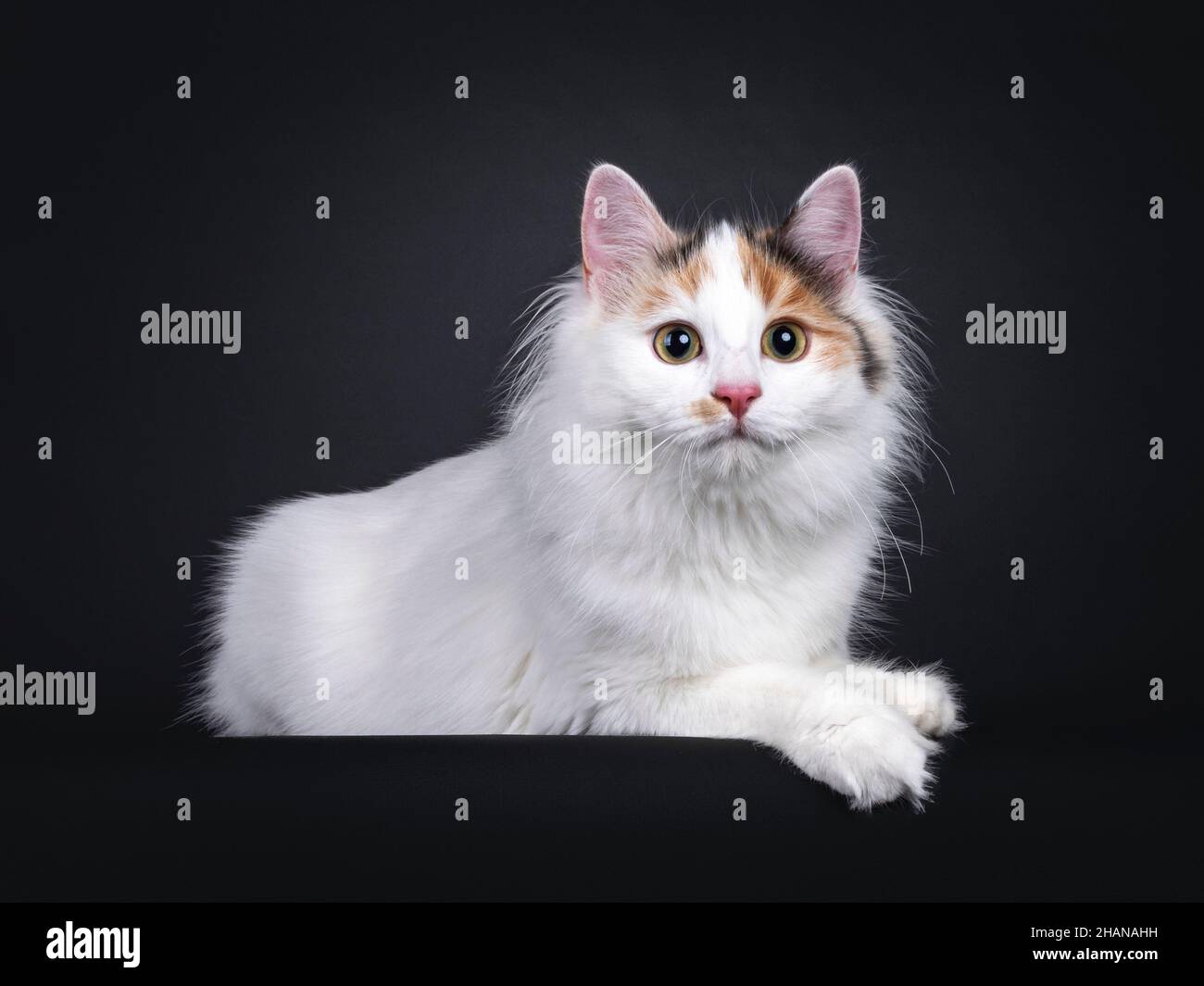 Adorable young Turkish Van cat, laying down side ways. Looking straight ahead away from camera. Isolated on a black background. Stock Photo