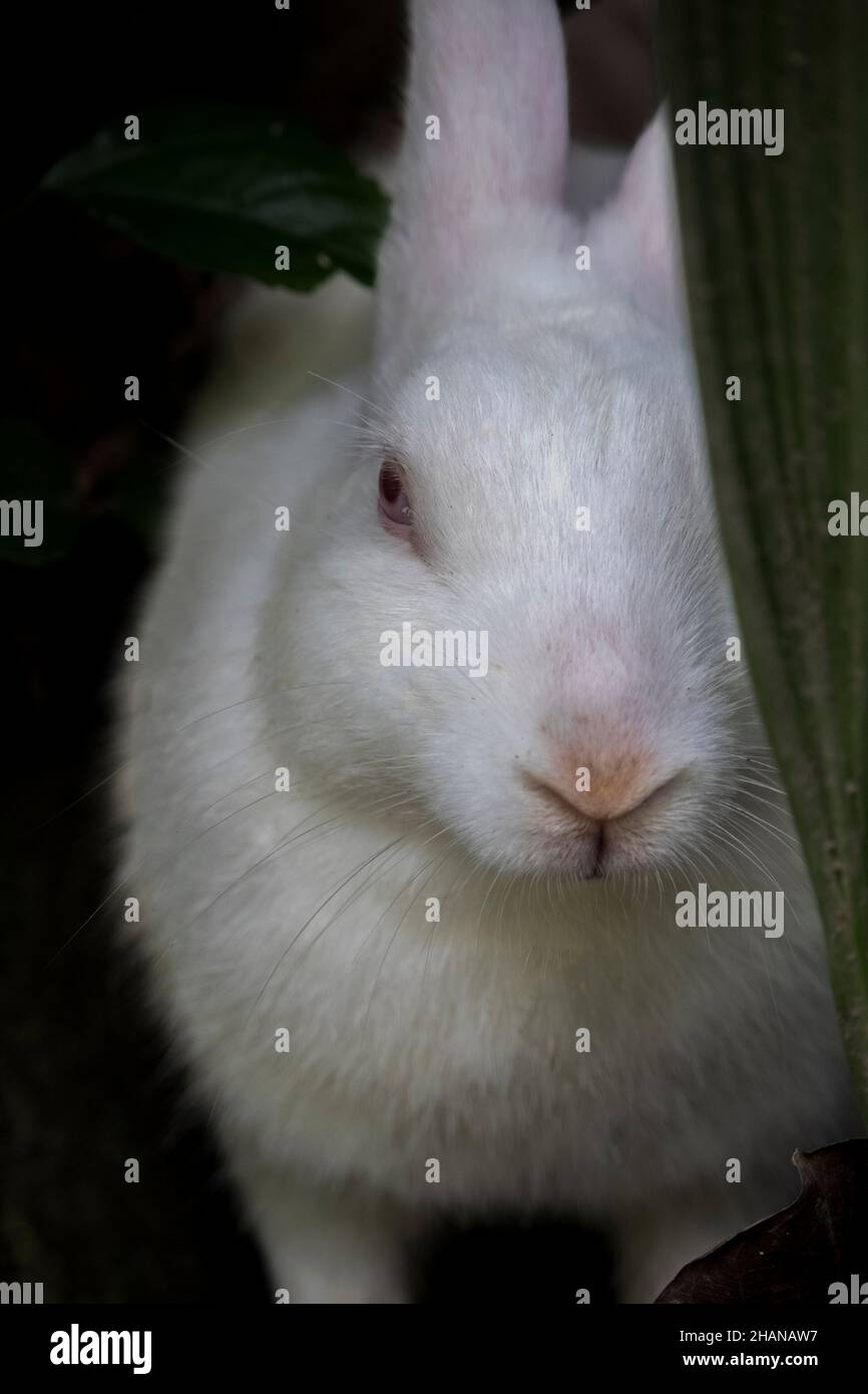 A beautiful rabbit playing hide and seek Stock Photo Alamy