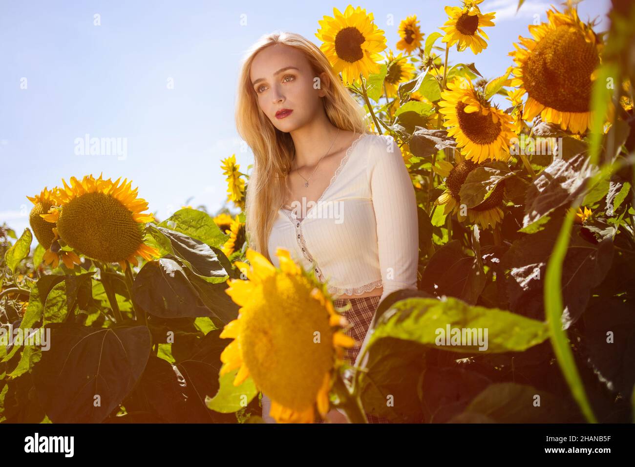 Beautiful Young women ( age 22) with long blonde hair poses in a sunflower field on a hot sunny day Stock Photo