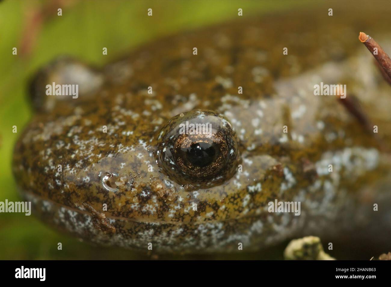 Closeup on the head of the endangered Oita salamander, Hynobius dunni Stock Photo