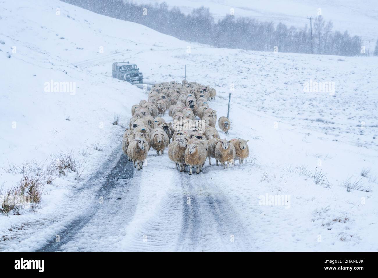 A flock of sheep on a road in the winter in Scotland - selective focus Stock Photo