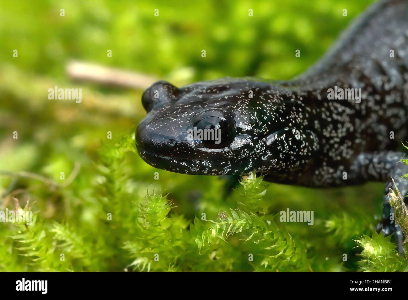 Facial close on a black, white speckled  sub-adult Ishizuchi salamander, Hynobius hirosei Stock Photo