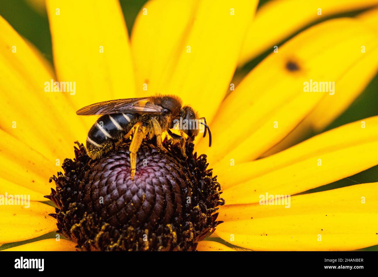 Busy Bee: Male Solitary Bee, Dasypoda hirtipes or Pantaloon Bee Gathering Pollen from a Rudbeckia flower in a Garden in Late August Stock Photo