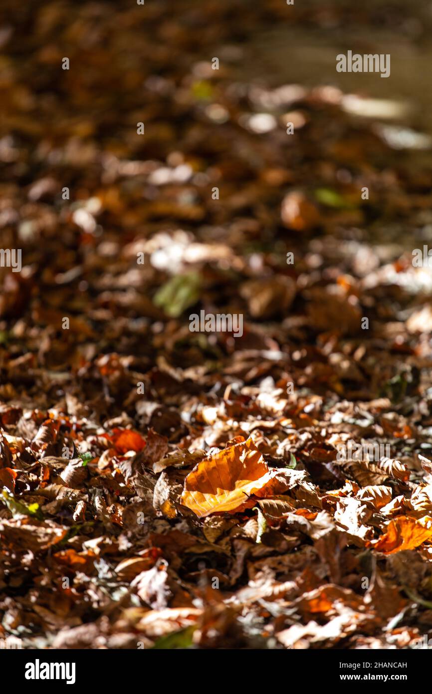 Floor of leaves hi-res stock photography and images - Alamy