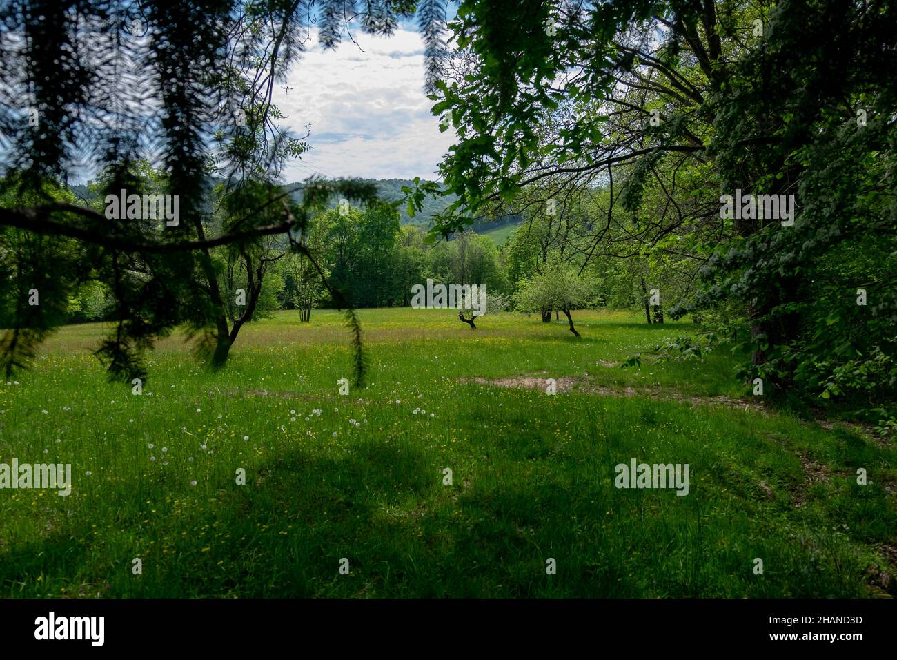 green mountain landscape with cloudy blue sky and forest Stock Photo ...