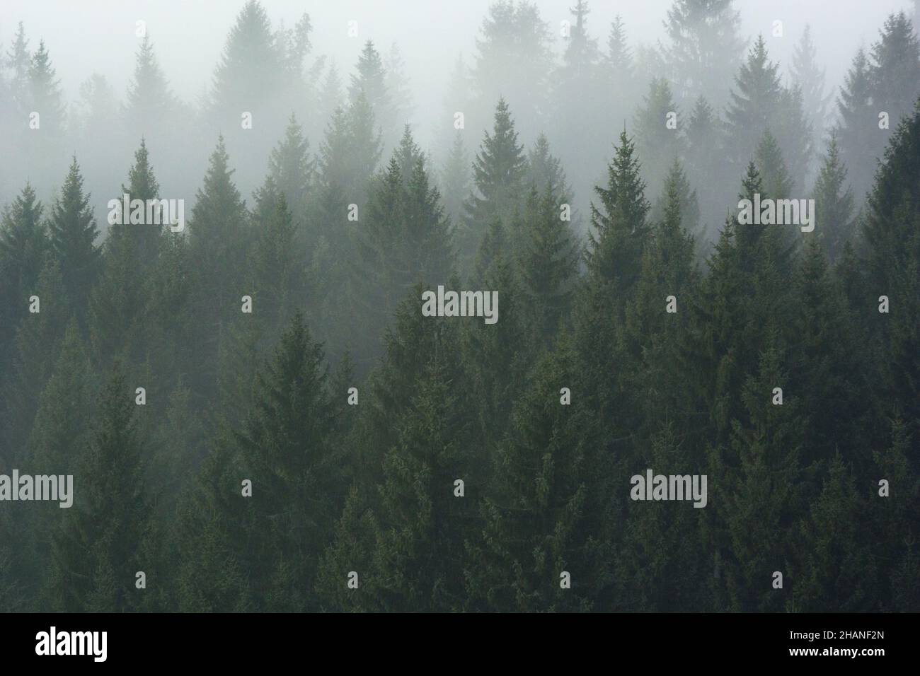 Beautiful scene of a fir forest on a foggy day Stock Photo - Alamy