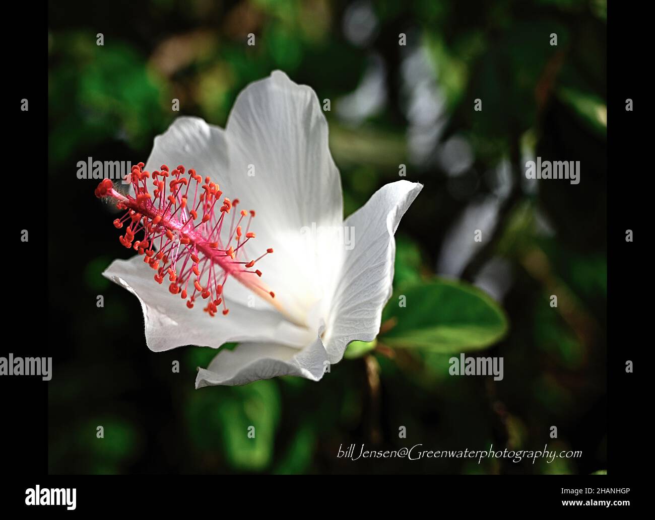 Hibiscus Stock Photo