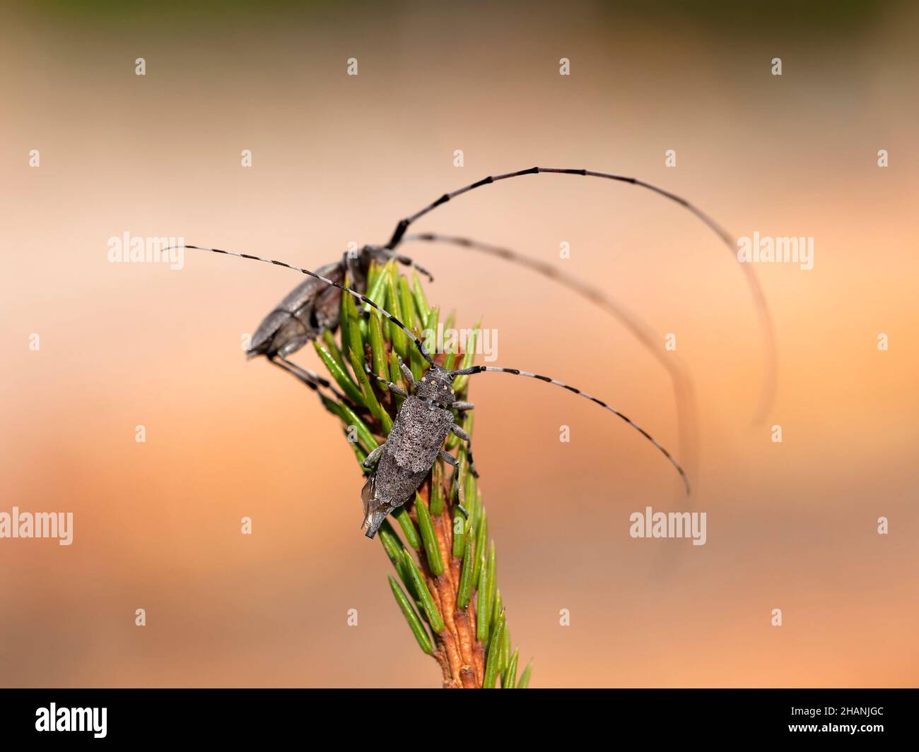 Male and female longhorn beetles Acanthocinus aedilis on pine twig Stock Photo