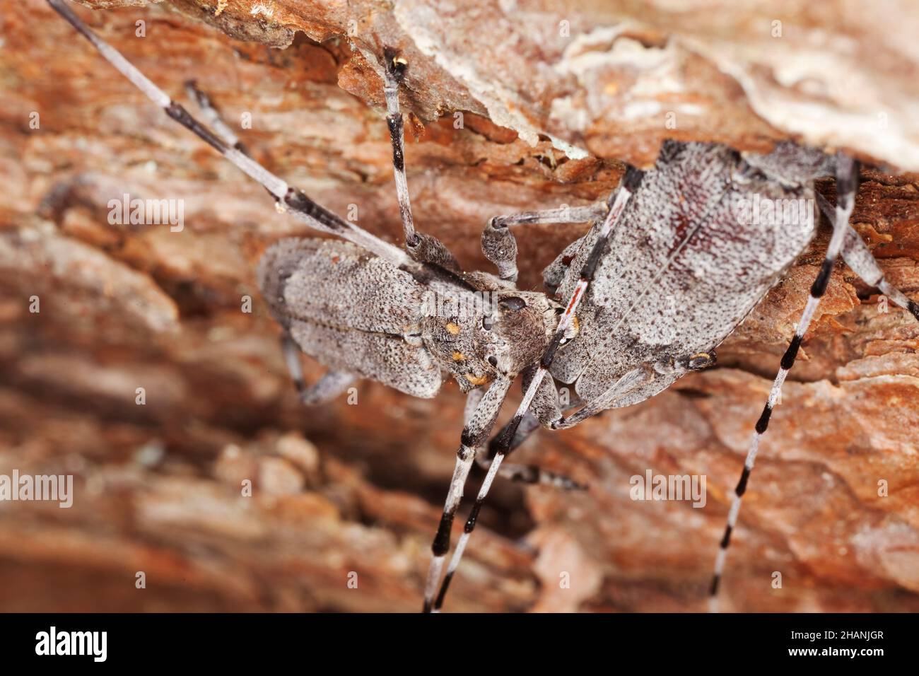 Longhorn beetles, Acanthocinus aedilis on pine bark Stock Photo