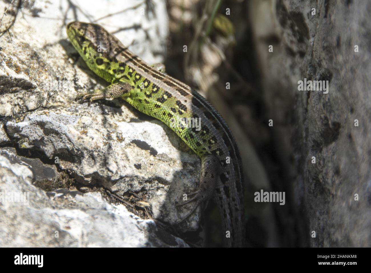 Lacerta agilis (Sand Lizard), Suva Planina in Serbia Stock Photo