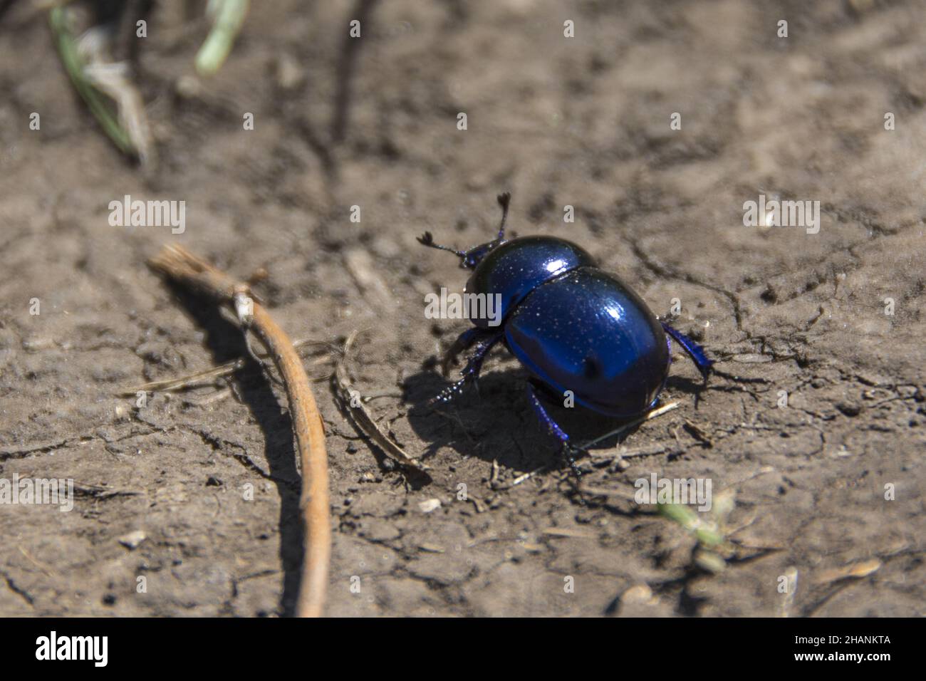 Small blue bug, Trypocopris Vernalis (Springtime Dung Beetle), Suva Planina in Serbia Stock Photo