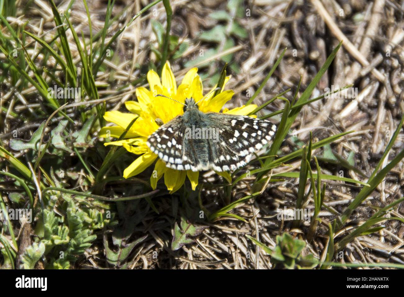 Pyrgus malvae butterfly (Grizzled Skippers), Suva Planina in Serbia Stock Photo