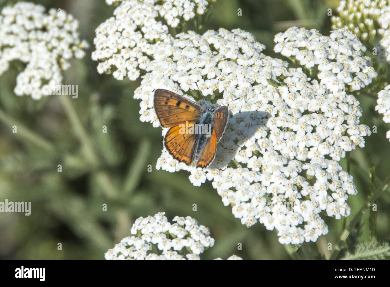 Big beautiful Butterfly, Lycaena alciphron, Uvac Nature Reserve in Serbia Stock Photo