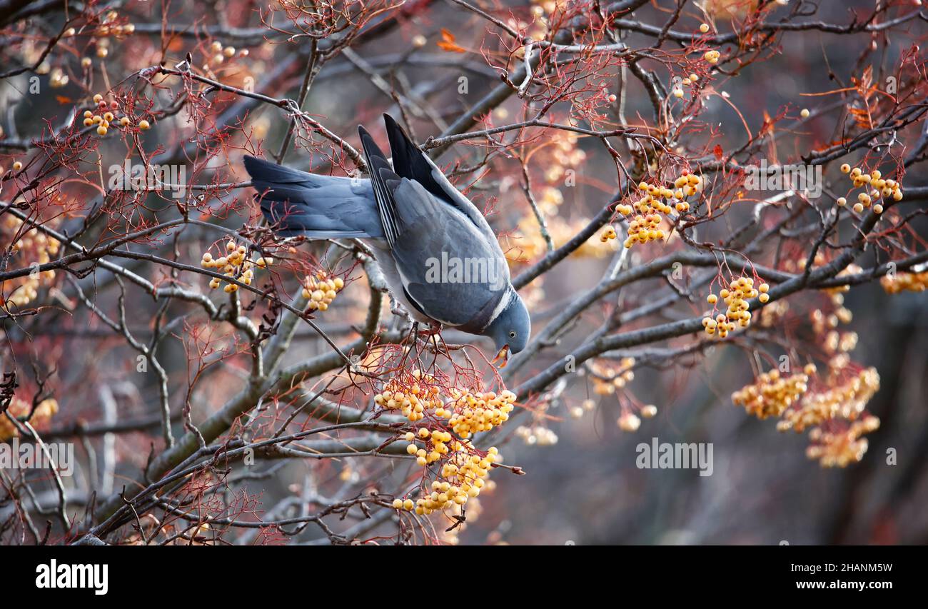 Pigeon images hi-res stock photography and images - Alamy