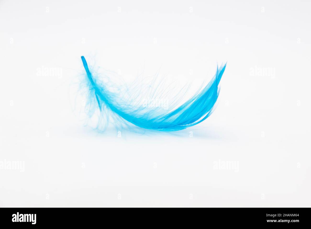 Beautiful blue fluffy bird feather on a white background. Stock Photo