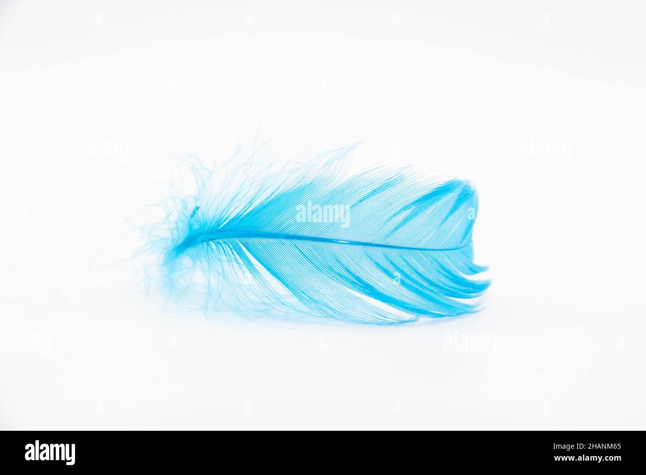 Beautiful blue fluffy bird feather on a white background Stock Photo ...