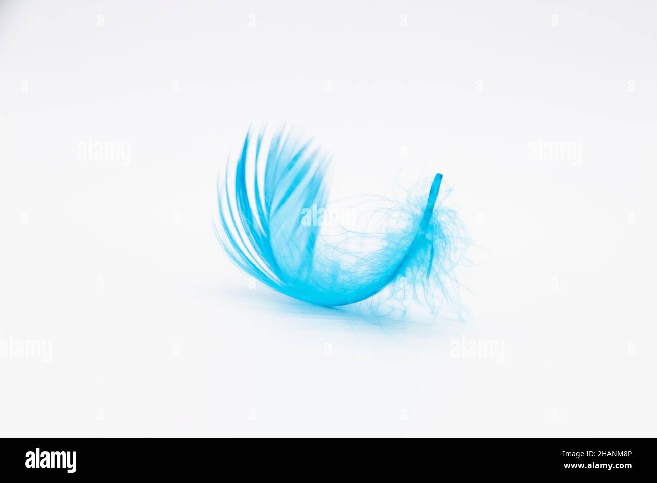 Beautiful blue fluffy bird feather on a white background. Stock Photo