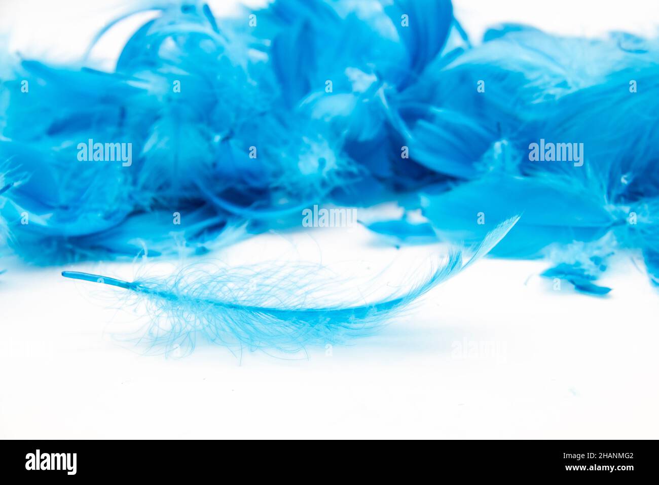 Blue fluffy bird feathers on a white background. A texture of a soft feathers. Stock Photo