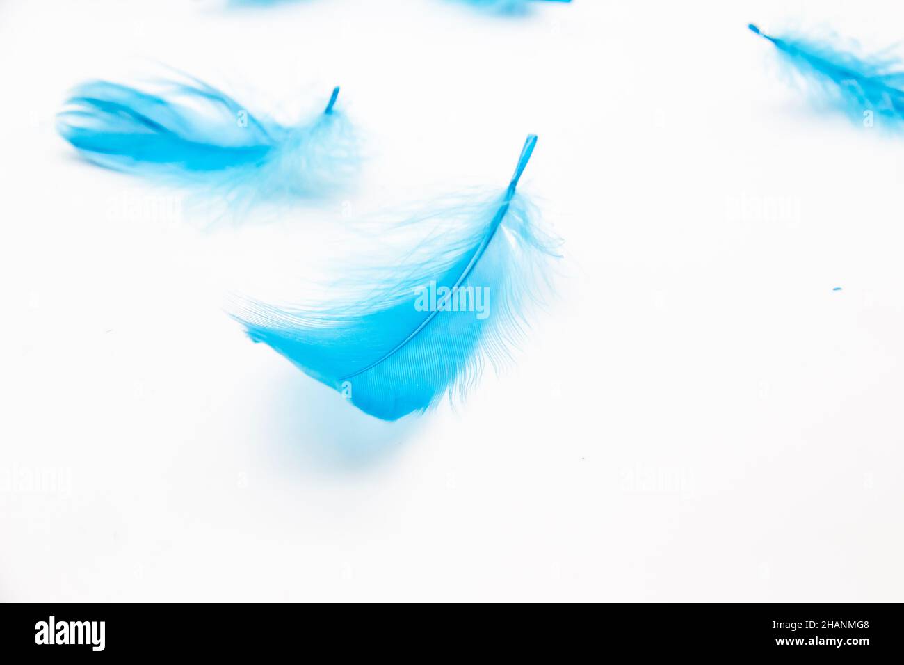 Blue fluffy bird feathers on a white background. A texture of a soft feathers. Stock Photo