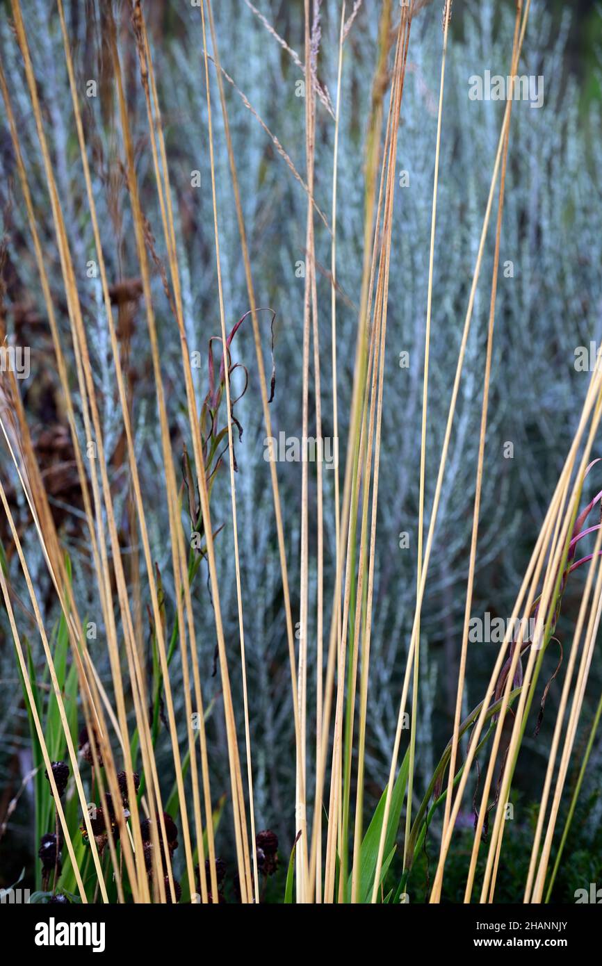 Molinia caerulea subsp.arundinacea Karl Foerster,golden yellow stems,stem,grass,grasses,garden,gardens,RM floral Stock Photo