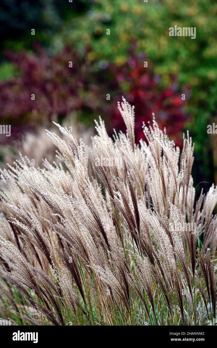Miscanthus Kleine Silberspinne,mixed grasses,mixed grass combination
