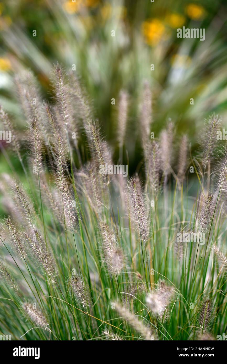 Pennisetum,Fountain Grass,ornamental grass,grasses,Fountain Grasses,bottlebrush plumes,plume,RM