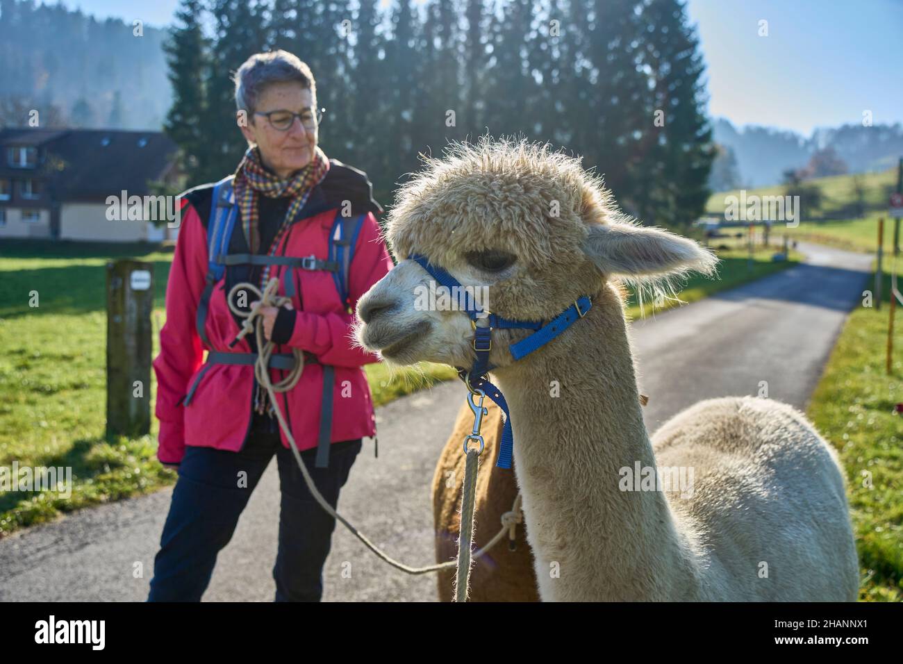 Woman In Red Jacket Leads Two Alpacas, Beige And Brown, For A Walk. In The Background Road, Meadow, Trees, Blue Sky. Bauma, Zurich Oberland, Switzerla Stock Photo