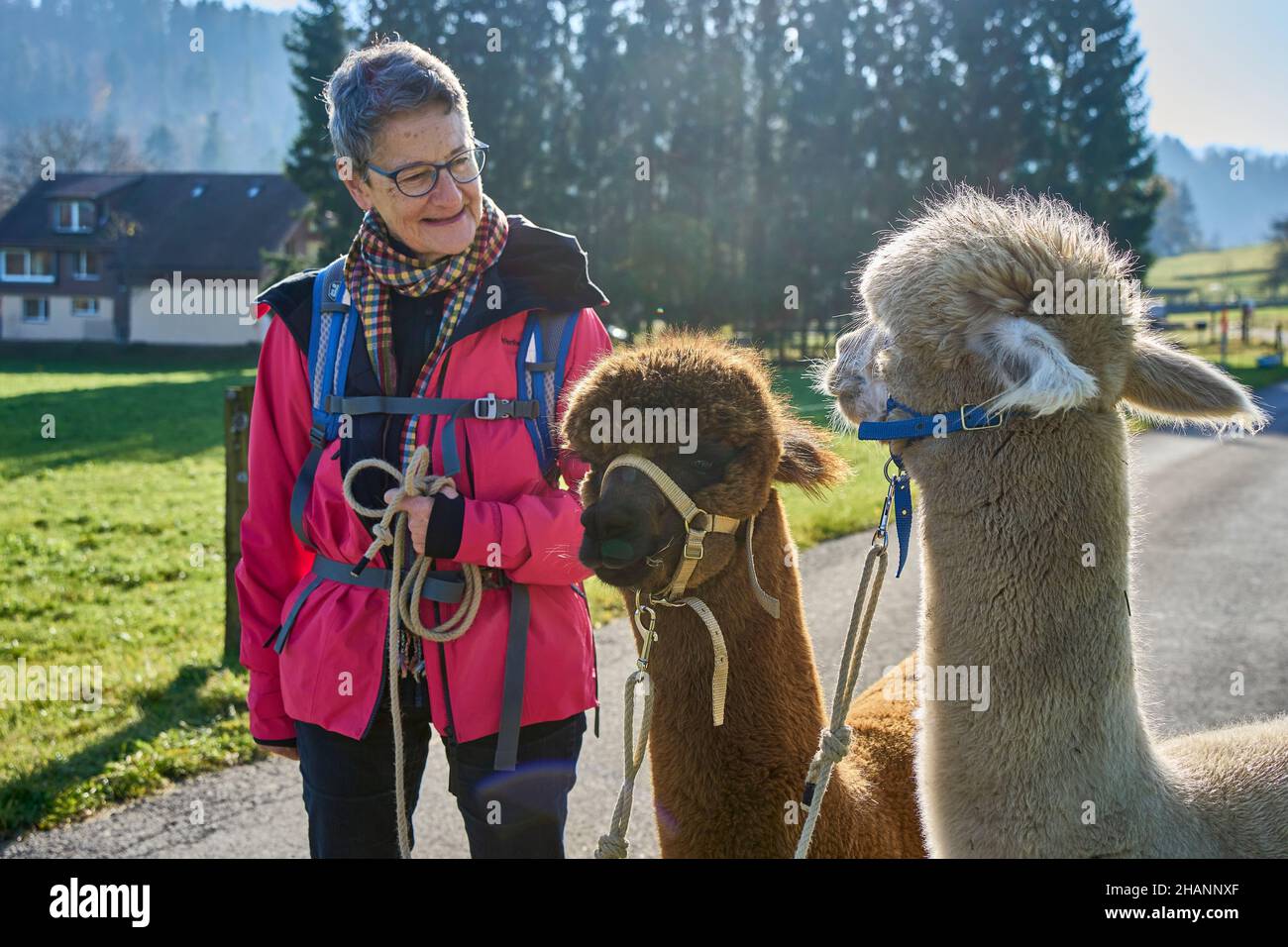 Woman In Red Jacket On Walk With Two Alpacas Beige And Brown, Keeping Eye Contact. In The Background Meadow Trees And House. Bauma Zurich Oberland Swi Stock Photo